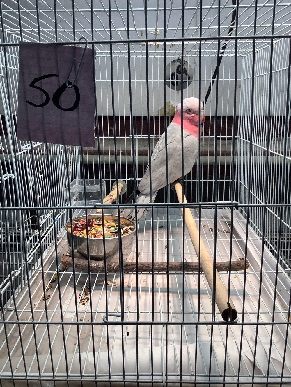 Rose Breasted Cockatoo Lucas Exotic Bird Auction