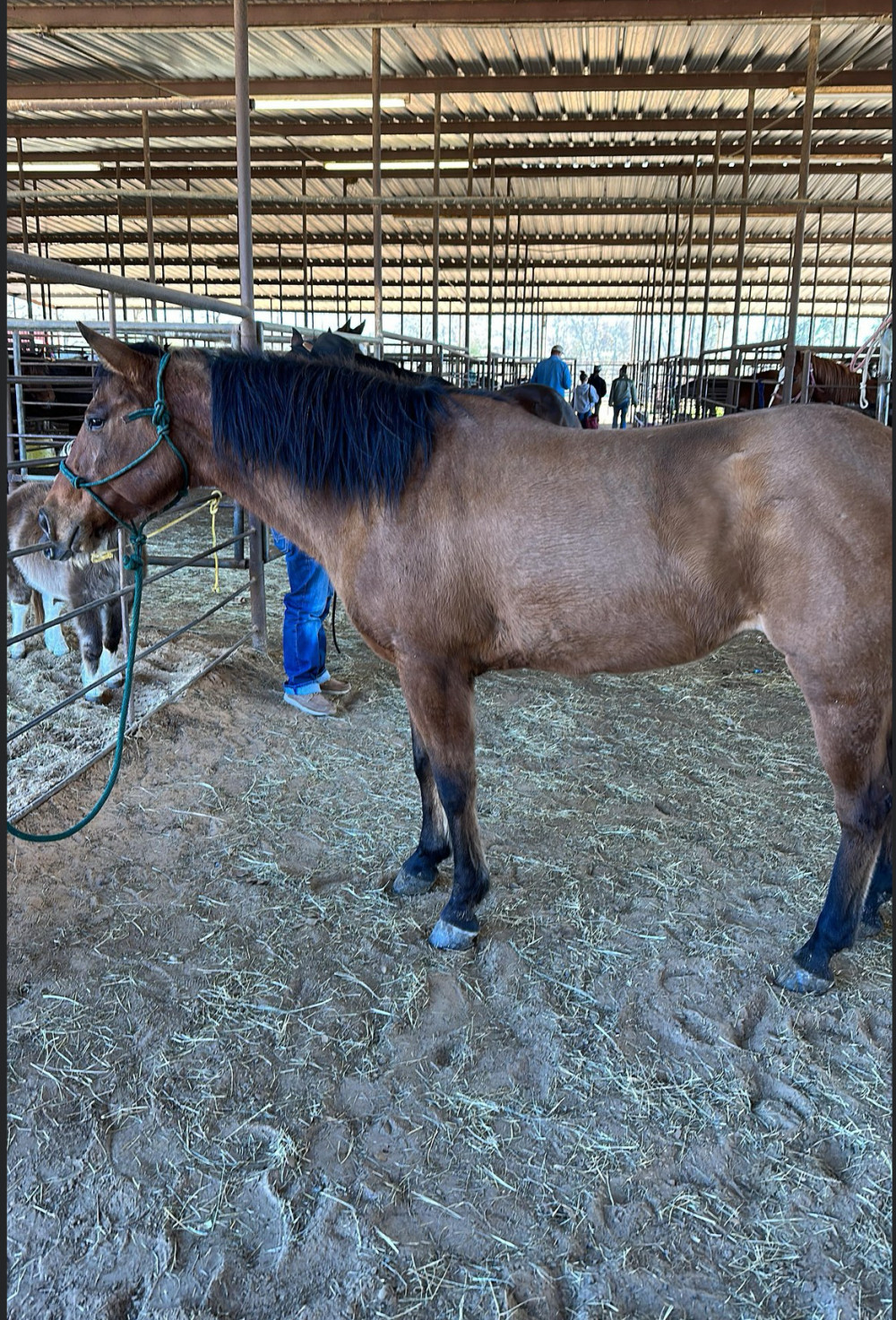 QH 10 YR DUN MARE Elkhart Horse Auctions