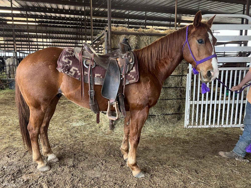 9YR SORREL GELDING Elkhart Horse Auctions