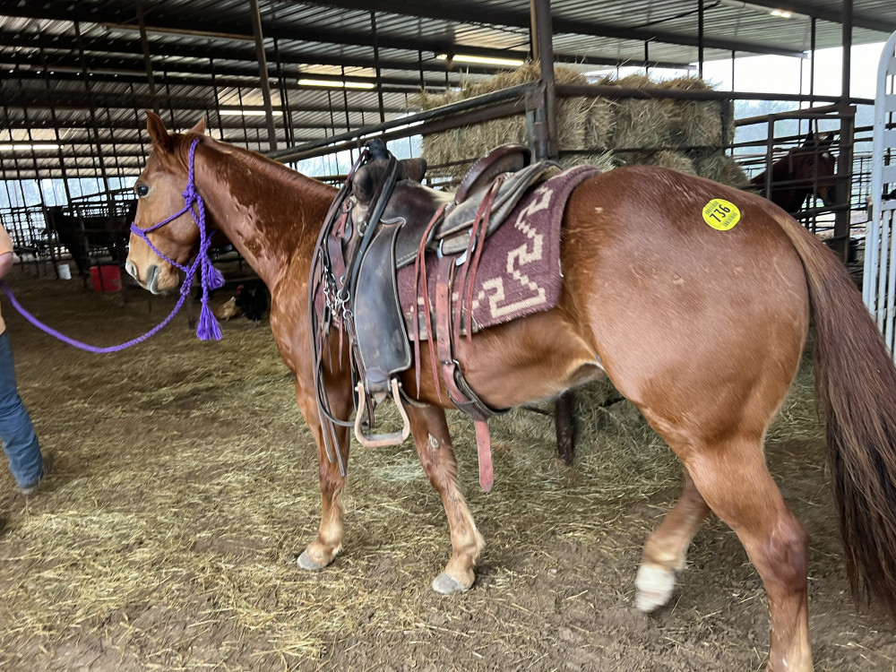 9YR SORREL GELDING Elkhart Horse Auctions