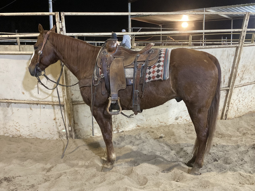 AQHA 14YR SORREL GELDING Elkhart Horse Auctions