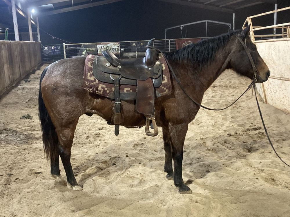 6YR BAY ROAN GELDING Elkhart Horse Auctions
