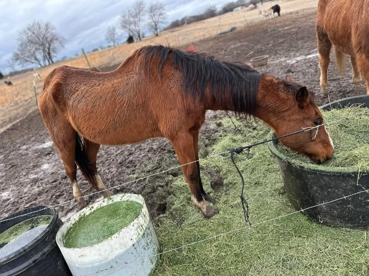68 YR BAY GELDING Elkhart Horse Auctions