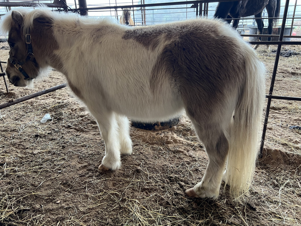 Pt pony Pal/wht gelding Elkhart Horse Auctions