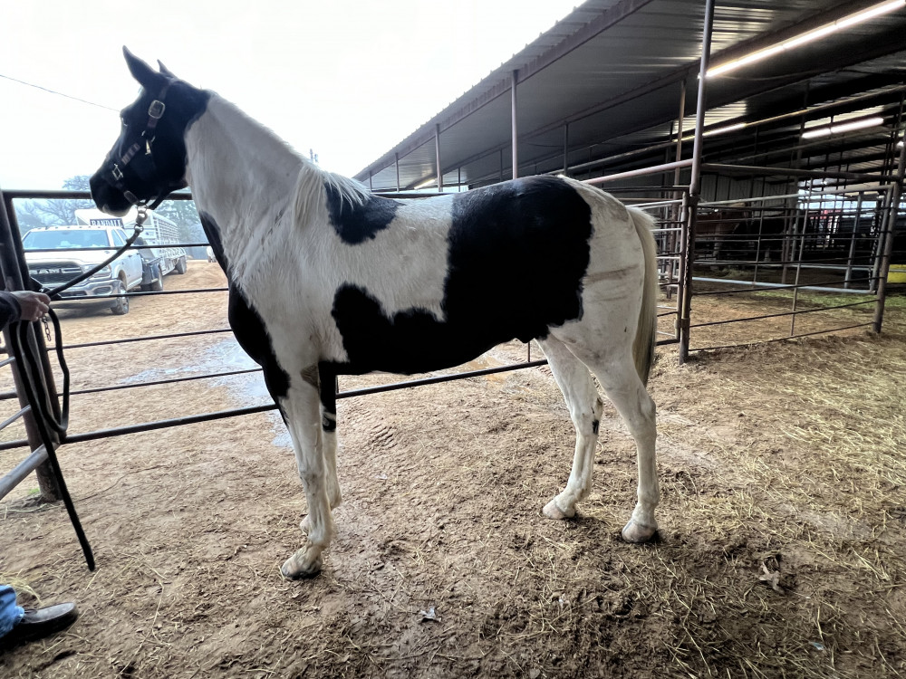 Spotted saddle bred X Tw 7 yr old gelding Elkhart Horse Auctions