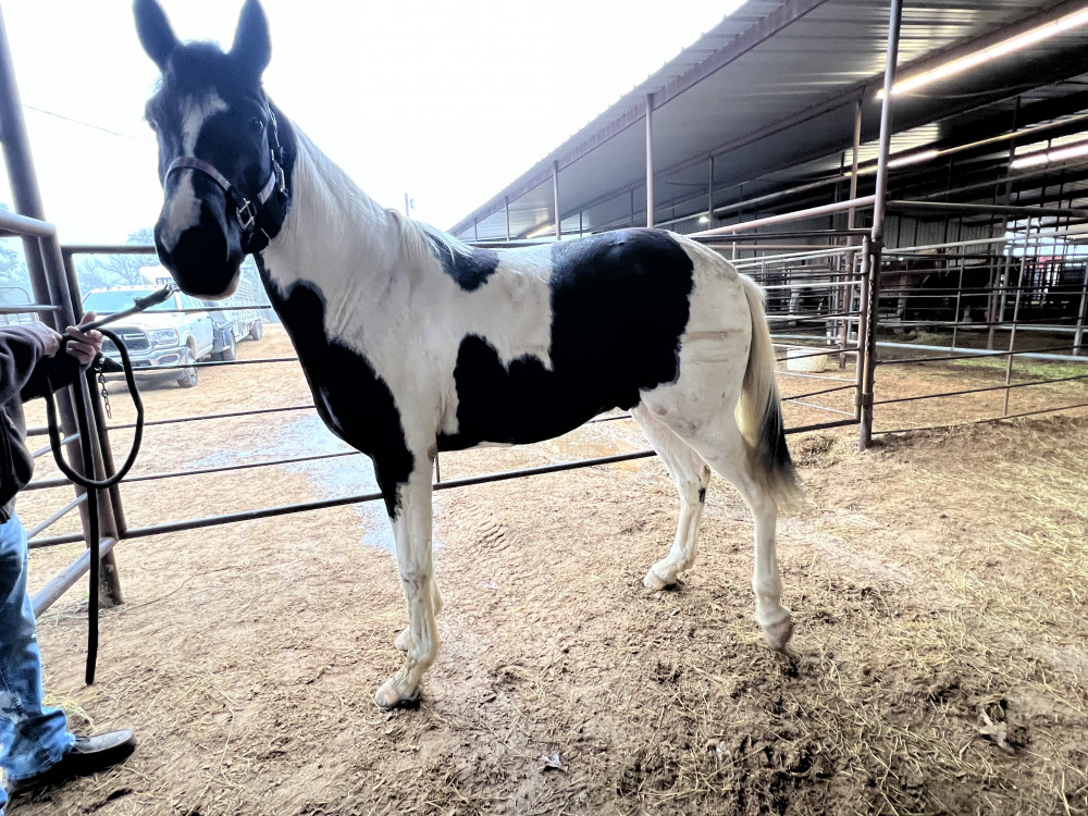 Spotted saddle bred X Tw 7 yr old gelding Elkhart Horse Auctions
