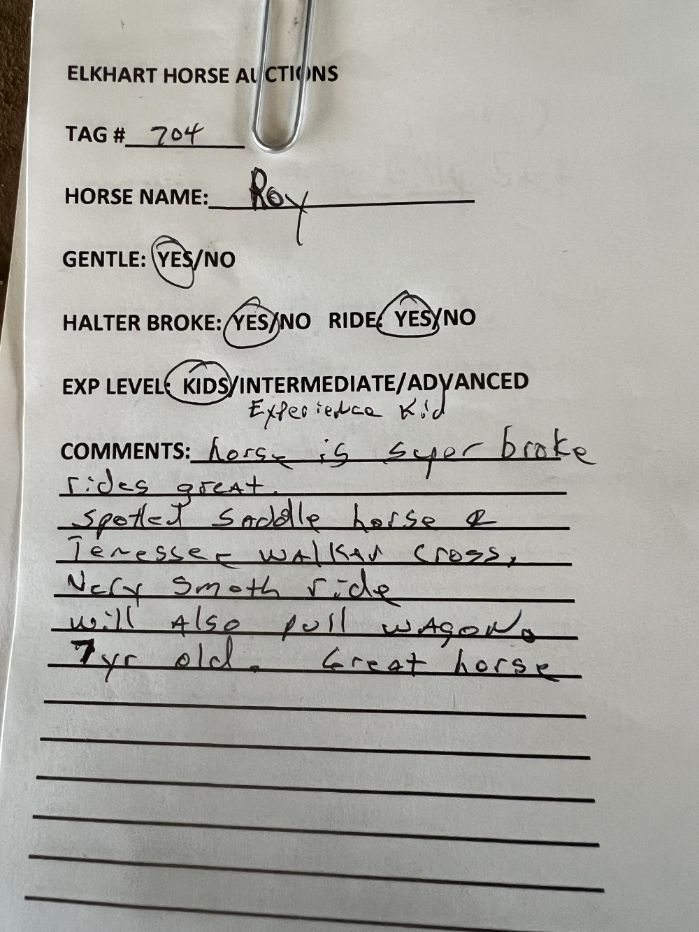 Spotted saddle bred X Tw 7 yr old gelding Elkhart Horse Auctions