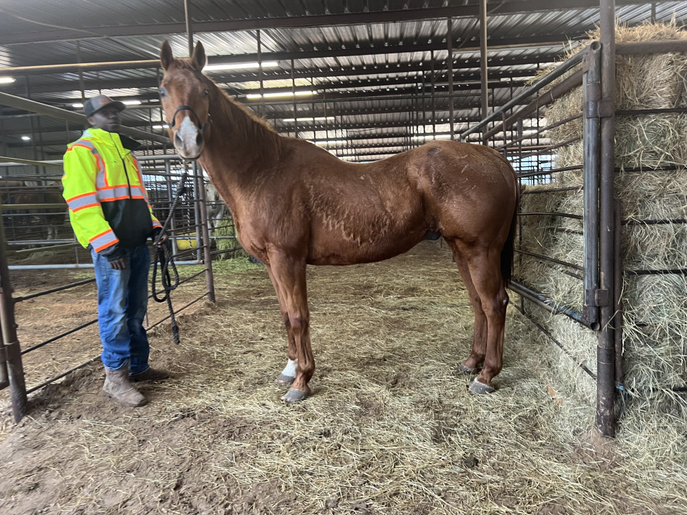 QH 18YR SORREL GELDING Elkhart Horse Auctions