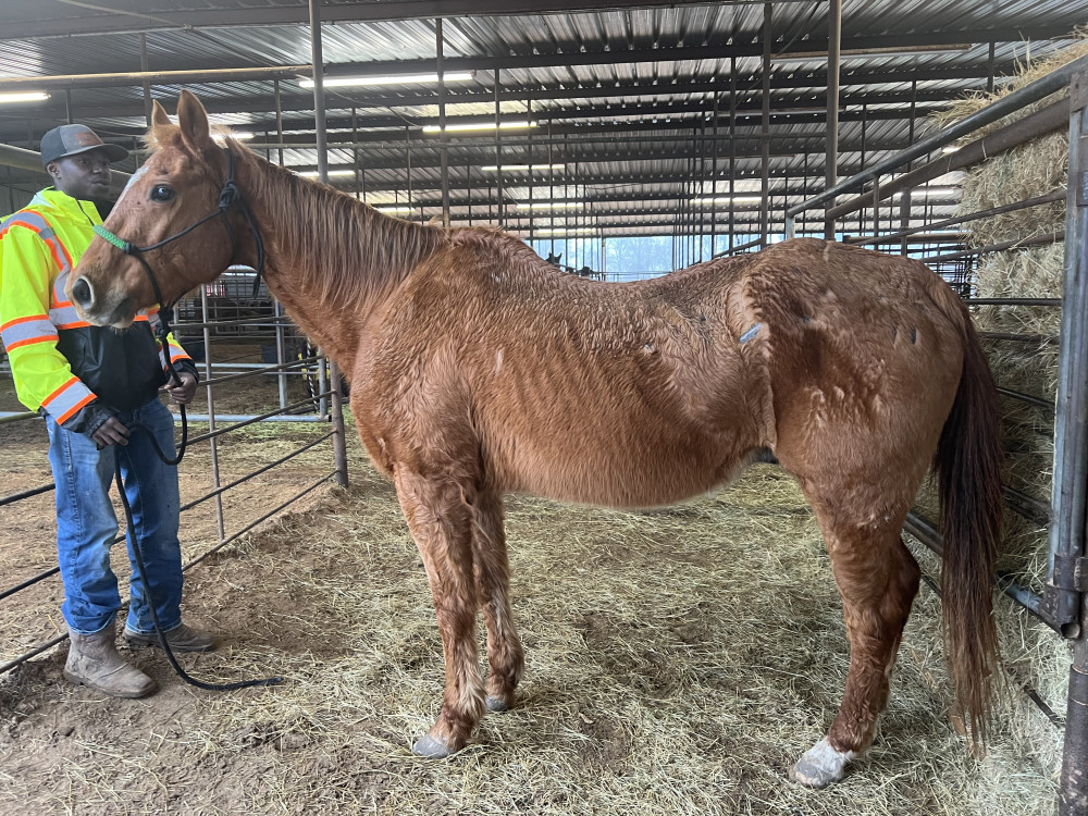 QH 18YR SORREL GELDING Elkhart Horse Auctions