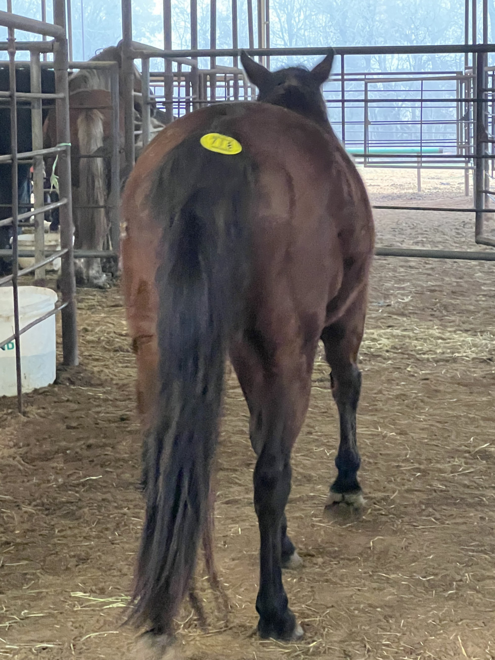 QH 10YR BAY MARE Elkhart Horse Auctions