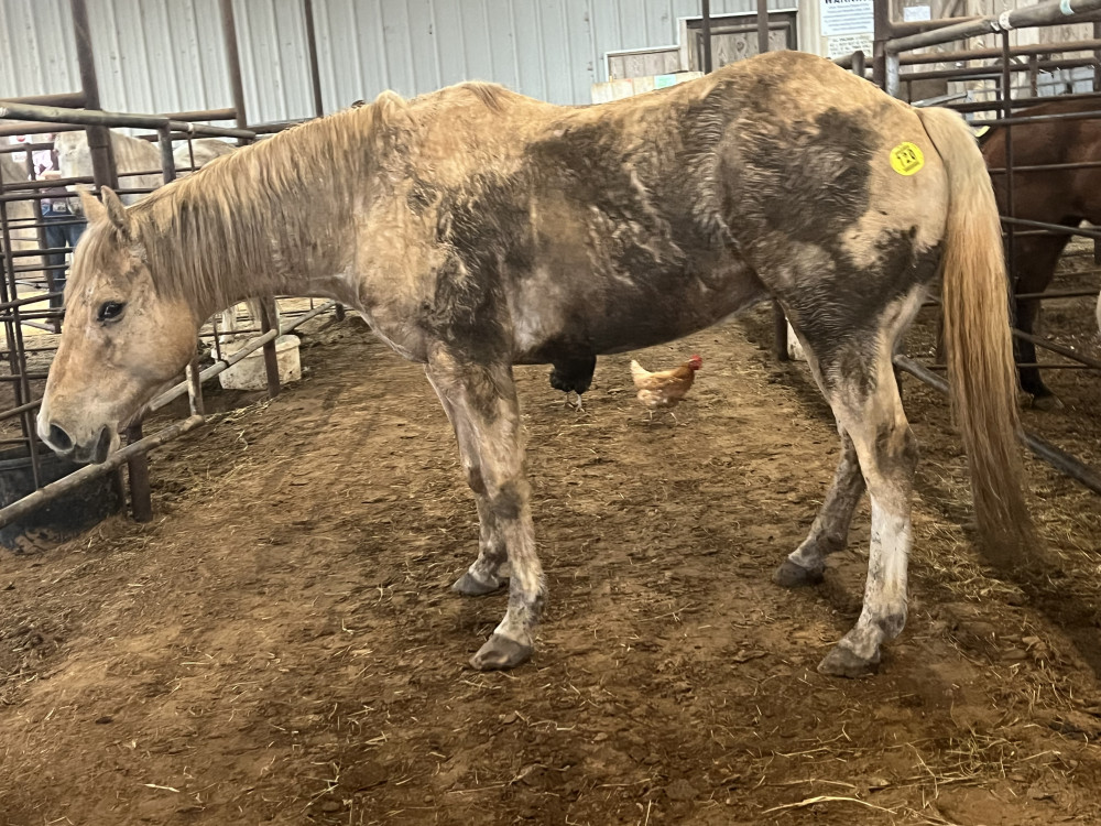 QH 5YR PALOMINO GELDING Elkhart Horse Auctions