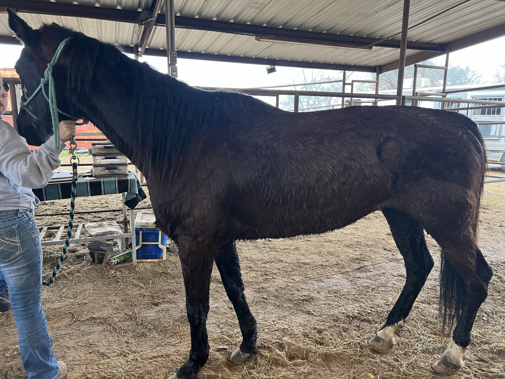 QH 17YR BLACK MARE Elkhart Horse Auctions
