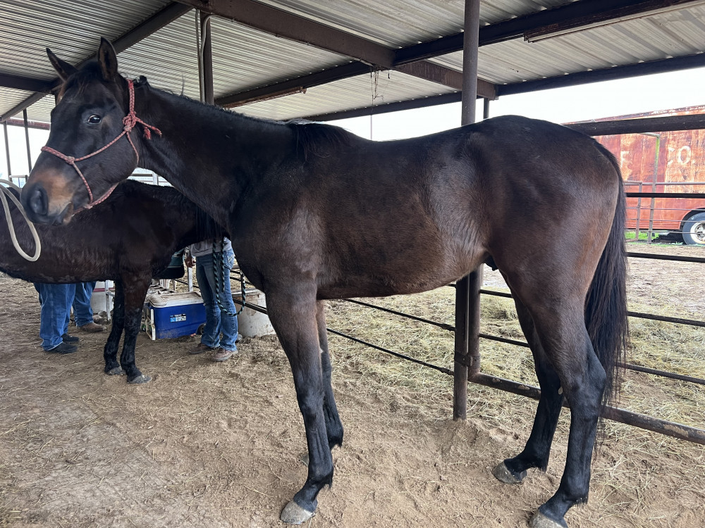 TB 4YR BAY GELDING Elkhart Horse Auctions