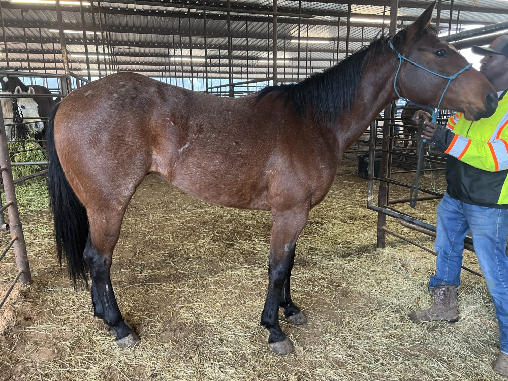 QH 3YR BAY ROAN GELDING Elkhart Horse Auctions