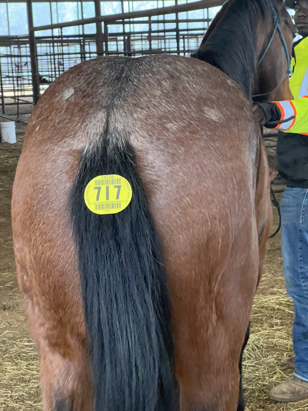 QH 3YR BAY ROAN GELDING Elkhart Horse Auctions