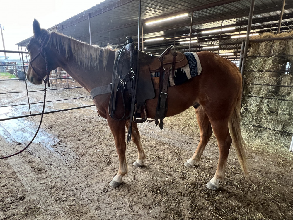 QH 6YR SORREL GELDING Elkhart Horse Auctions