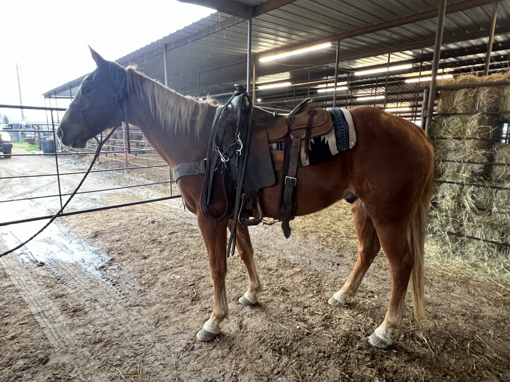 QH 6YR SORREL GELDING Elkhart Horse Auctions