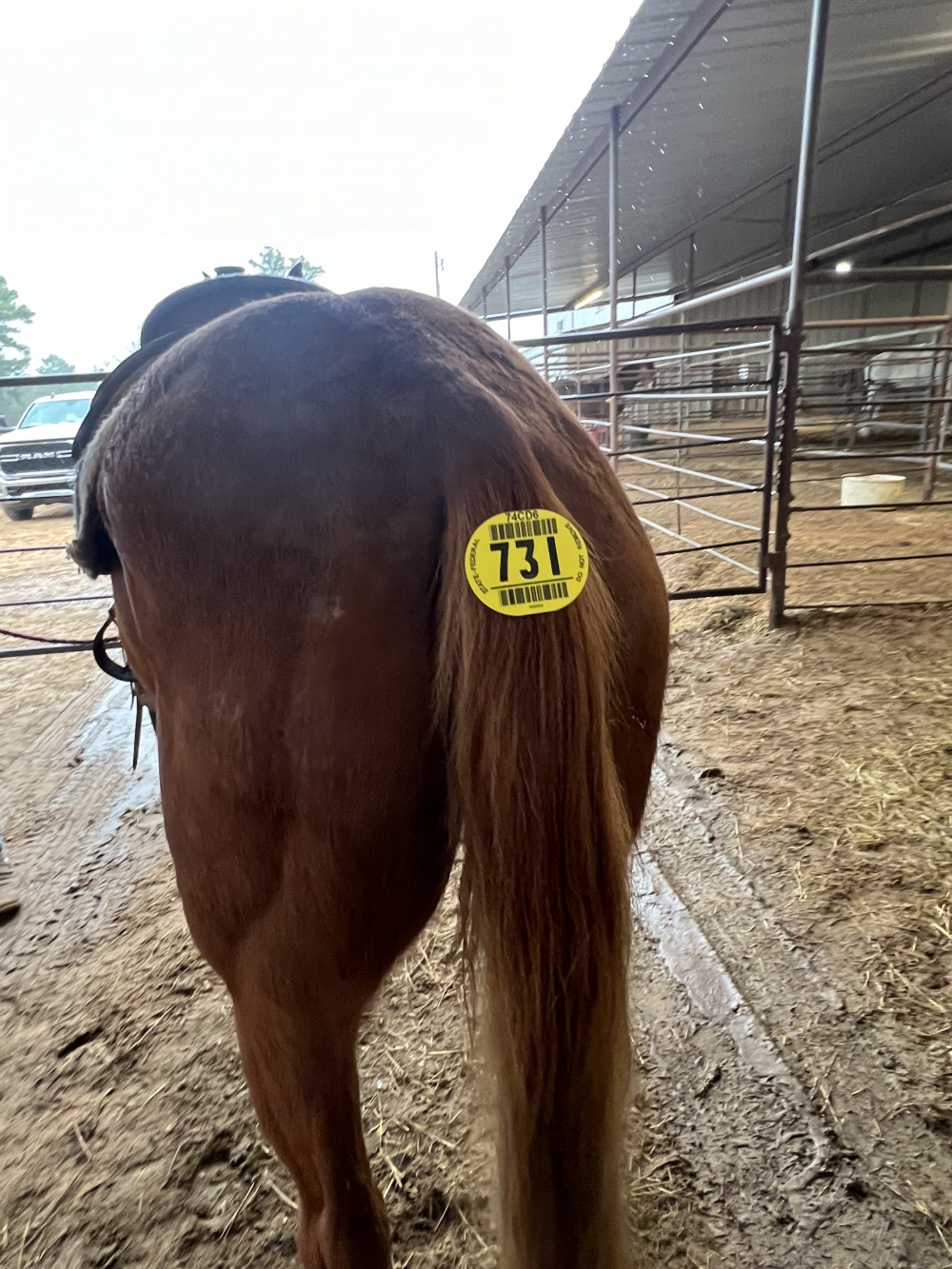 QH 6YR SORREL GELDING Elkhart Horse Auctions