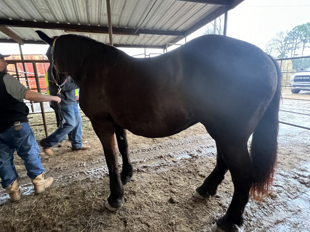 PERCHERON X 13YR BLACK MARE Elkhart Horse Auctions