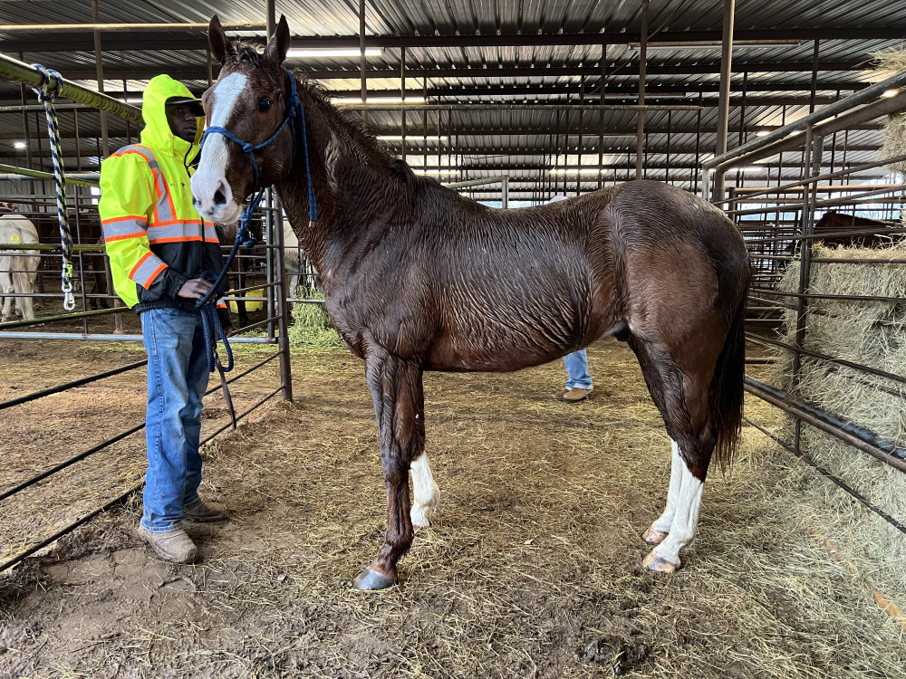 QH 11YR SORREL GELDING Elkhart Horse Auctions