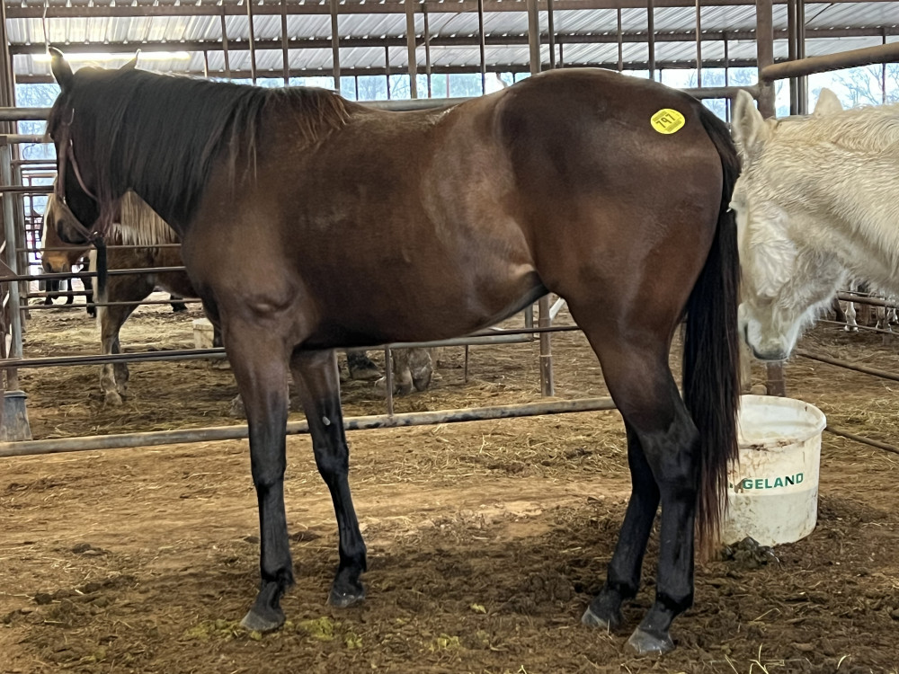 TB 3YR BAY FILLY Elkhart Horse Auctions