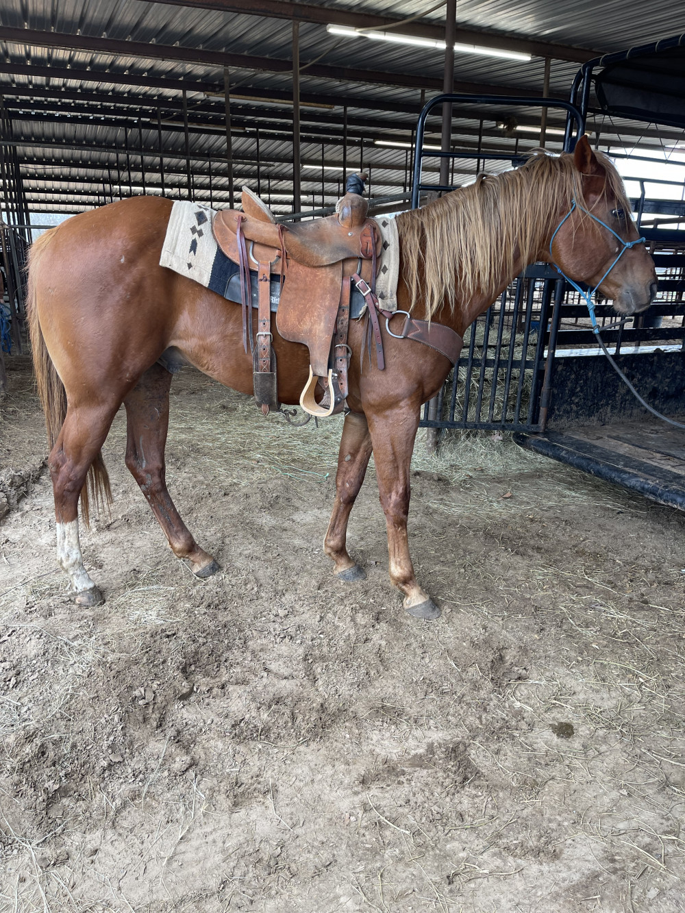QH 5 yr SORREL GELDING Elkhart Horse Auctions