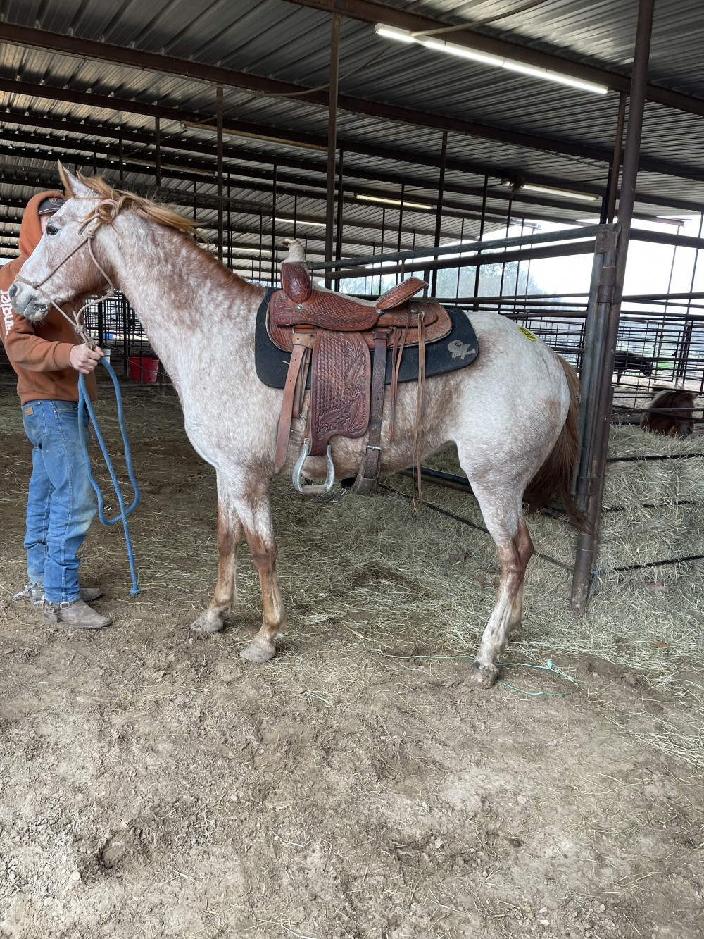 QH 6 yr RED ROAN MARE Elkhart Horse Auctions