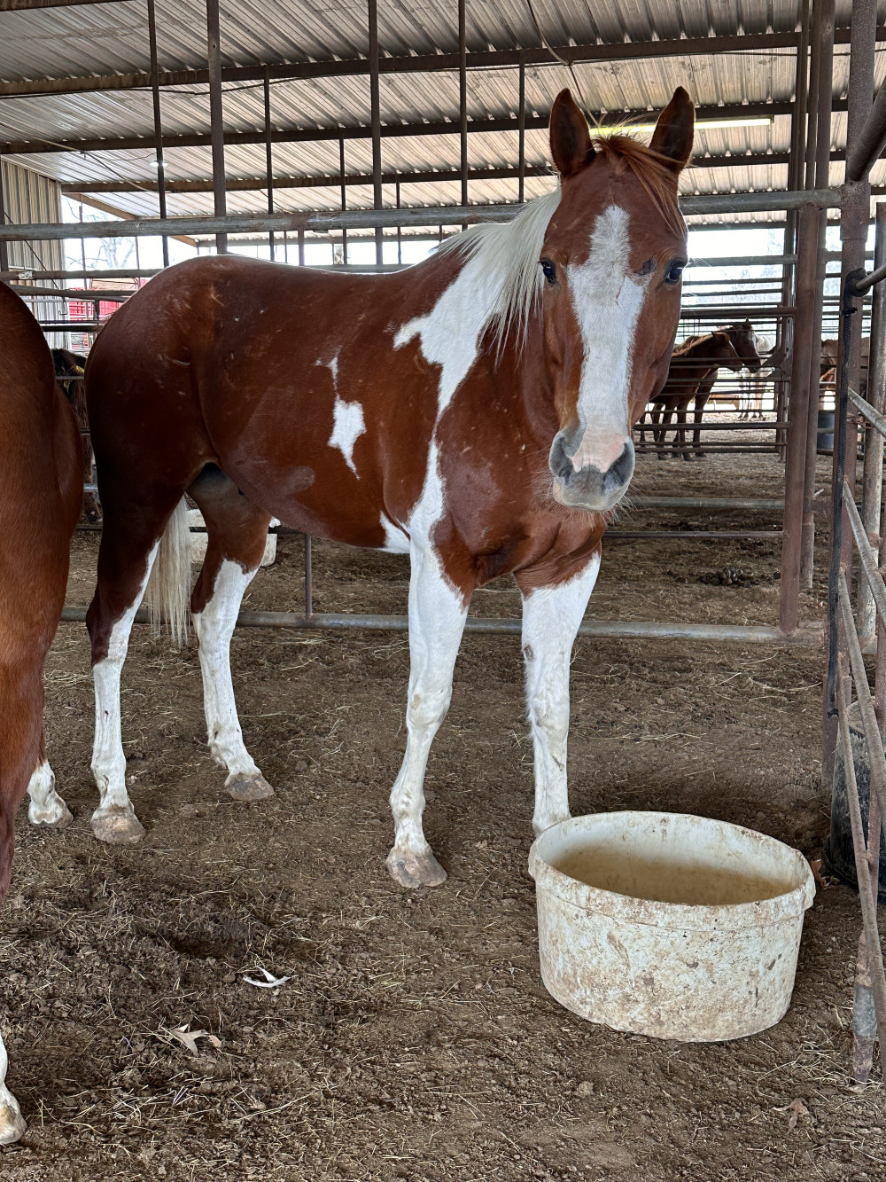 PT 8YR SOR/WH GELDING Elkhart Horse Auctions