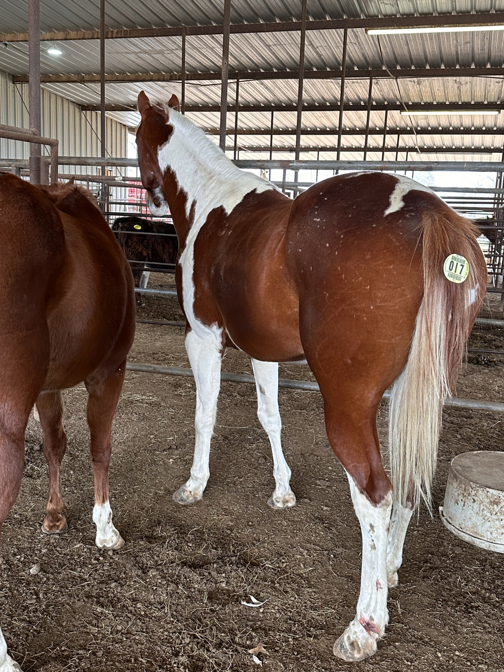 PT 8YR SOR/WH GELDING Elkhart Horse Auctions