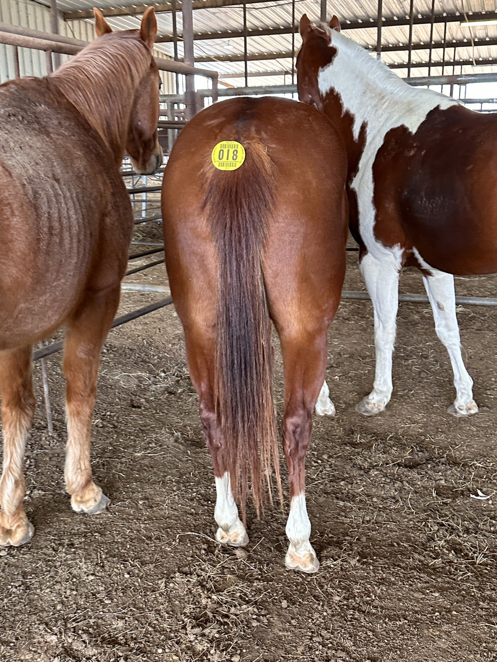 QH 9YR SORREL MARE Elkhart Horse Auctions