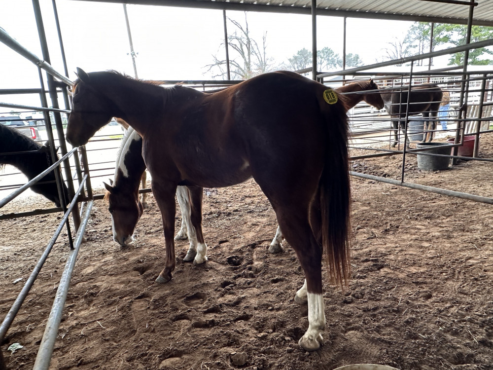 QH 9YR SORREL MARE Elkhart Horse Auctions