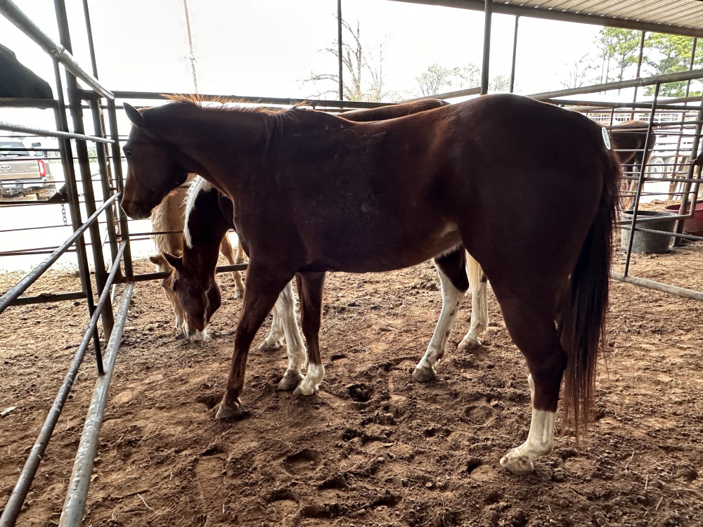 QH 9YR SORREL MARE Elkhart Horse Auctions