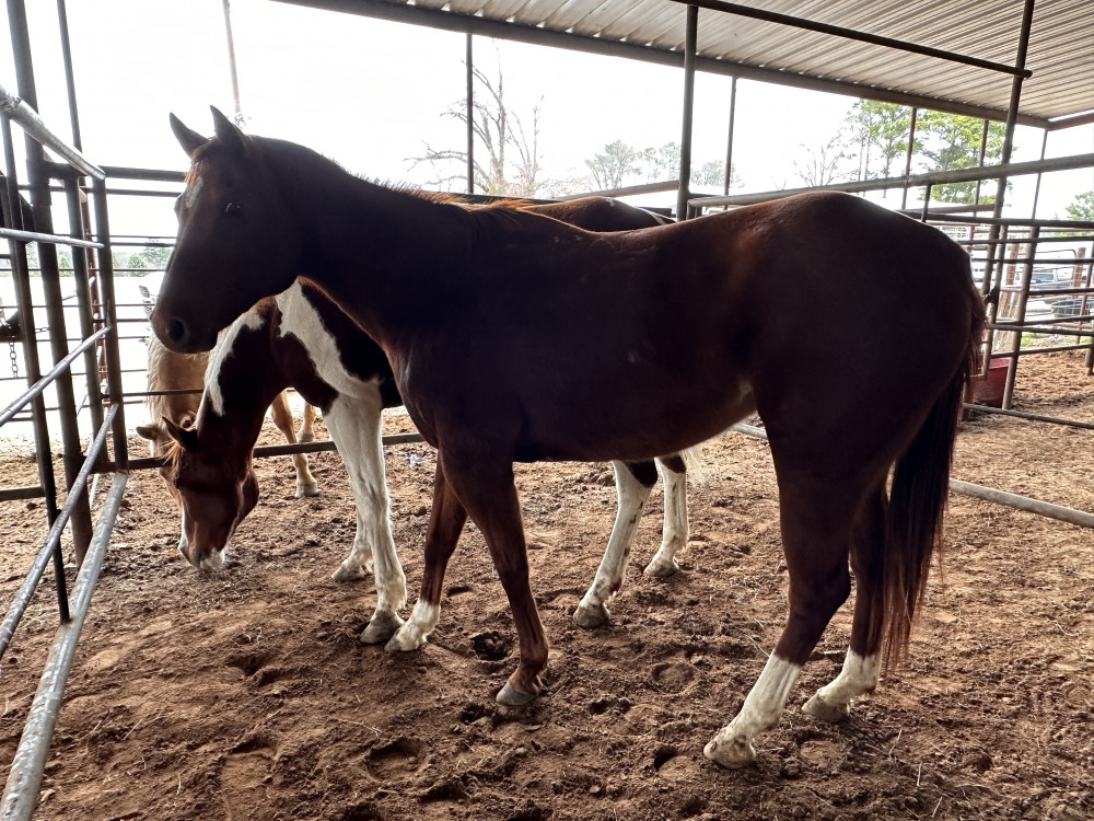 QH 9YR SORREL MARE Elkhart Horse Auctions