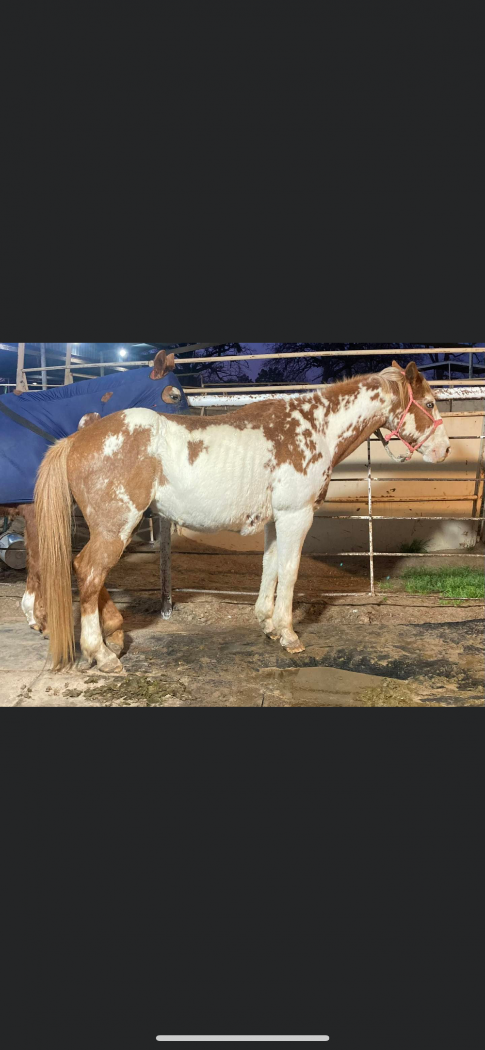 Pt 9 years old sor/wht gelding Elkhart Horse Auctions