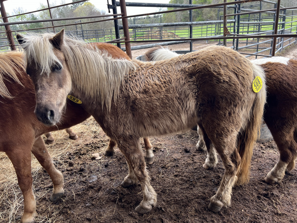 PONY CHOC PAL MARE Elkhart Horse Auctions