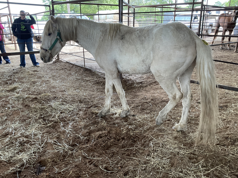 MUSTANG 6YR PALOMINO GELDING Elkhart Horse Auctions