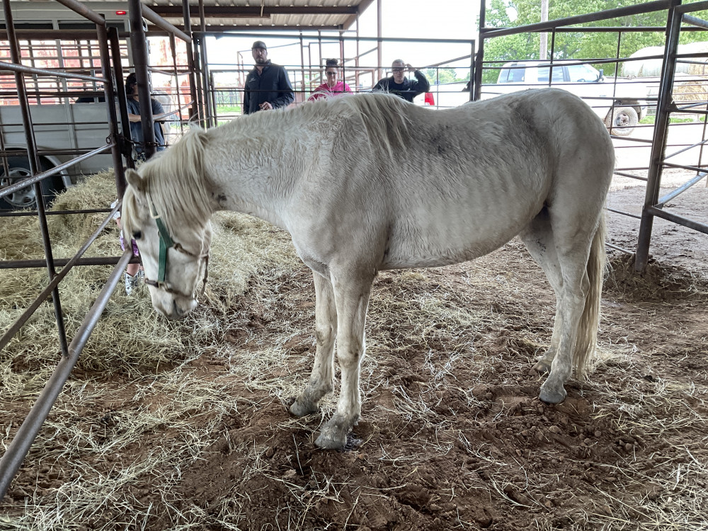 MUSTANG 6YR PALOMINO GELDING Elkhart Horse Auctions