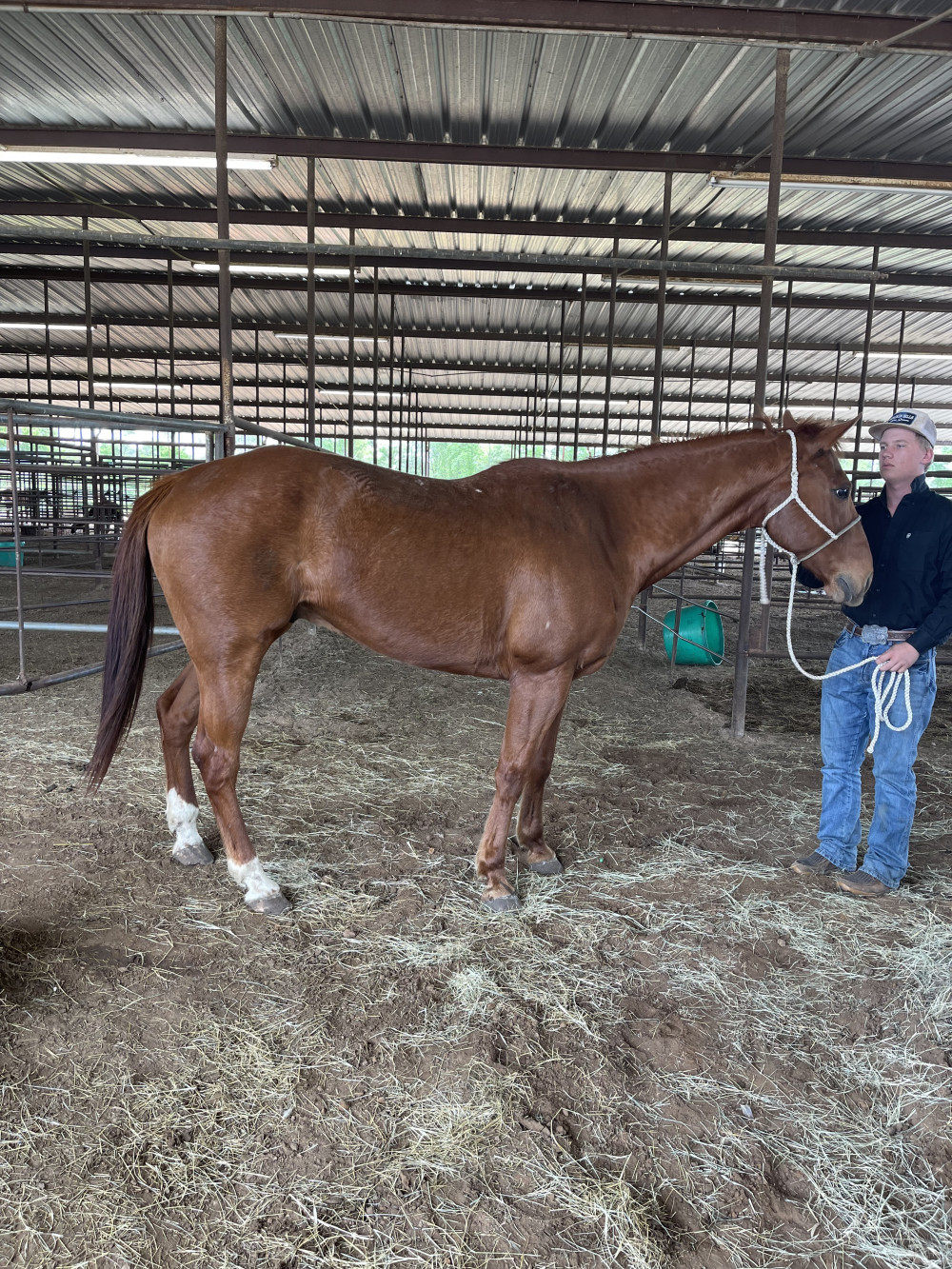 QH 15YR SORREL GELDING Elkhart Horse Auctions