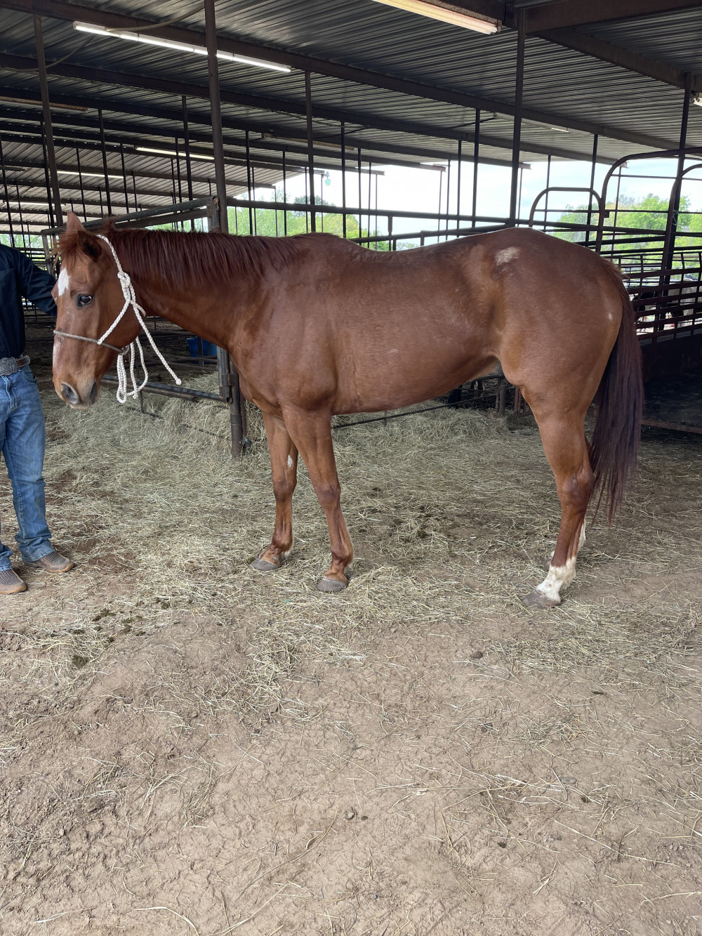 QH 15YR SORREL GELDING Elkhart Horse Auctions