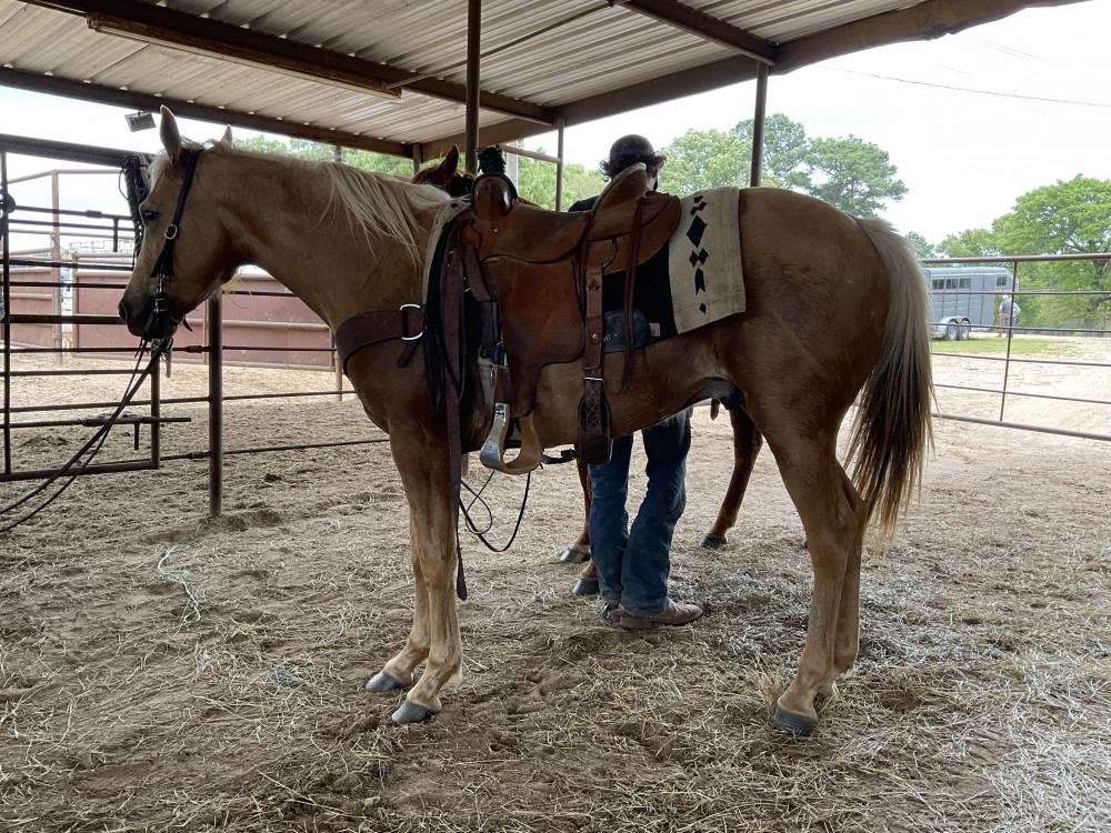 QH 4YR PALOMINO GELDING Elkhart Horse Auctions