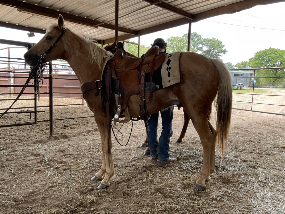 QH 4YR PALOMINO GELDING Elkhart Horse Auctions