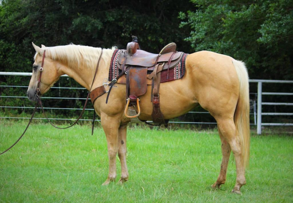 QH 8YR PALOMINO MARE Elkhart Horse Auctions