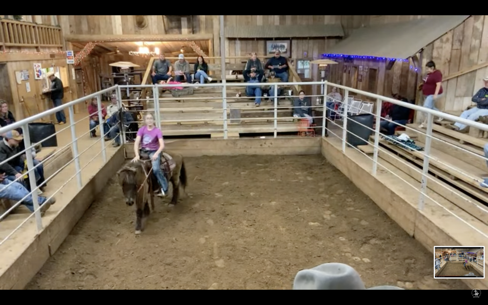 18 YR PONY GELDING “COOPER” Elkhart Horse Auctions