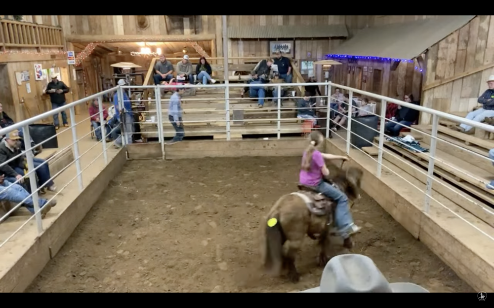 18 YR PONY GELDING “COOPER” Elkhart Horse Auctions