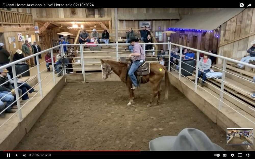 QH 1820YR SORREL GELDING Elkhart Horse Auctions