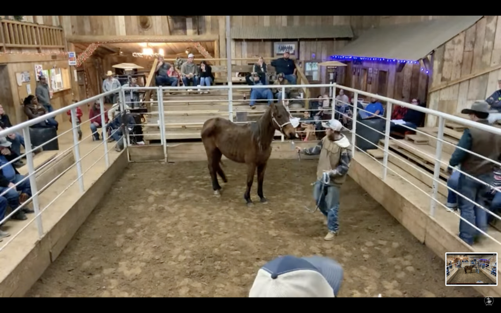 QH BAY ROAN MARE "ROANY" Elkhart Horse Auctions