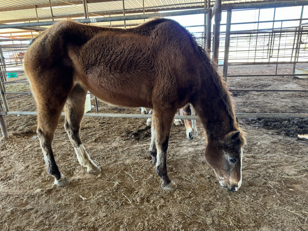 QH ADULT GREY MARE Elkhart Horse Auctions