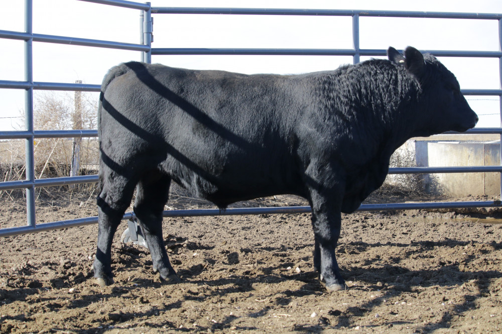 LCHMN Glacier K293 (M256K) Leachman Cattle Company